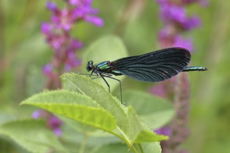 Blue-winged damselfly (Calopteryx virgo), male, on a leaf at a garden pond, close-up, Wilnsdorf,