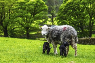Sheep and farm in Lake District National Park, Coniston Water, Cumbria, England, United Kingdom