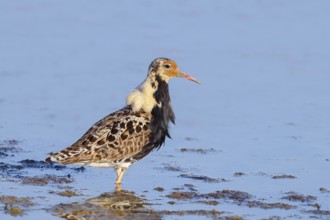 Ruff, (Philomachus pugnax), male looking for food, standing in shallow water, wildlife, animals,