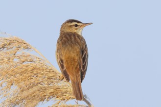 Reed Warbler (Acrocephalus schoenobaenus) sitting on a reed, wildlife, migratory bird, nature