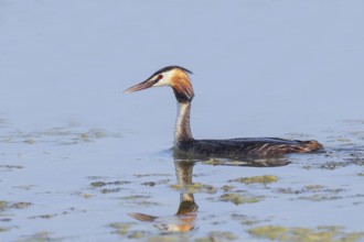 Great Crested Grebe (Podiceps Scalloped ribbonfish) swimming on Lake Ziggsee, animal photo, bird,