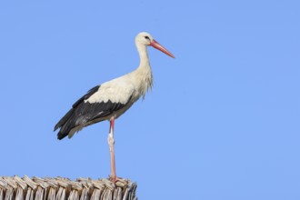 White stork (Ciconia ciconia) standing on a thatched roof, Wildlife, Nature photography, Lake