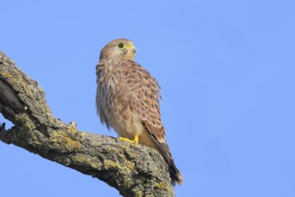 Kestrel (Falco tinnunculus), young bird sitting on branch, wildlife, animals, birds, bird of prey,
