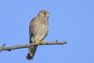 Kestrel (Falco tinnunculus), young bird sitting on a thin branch, wildlife, animals, birds, bird of