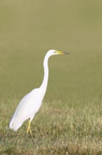Great Egret (Egretta alba), looking for food in a mown meadow, wildlife, nature photography, heron,