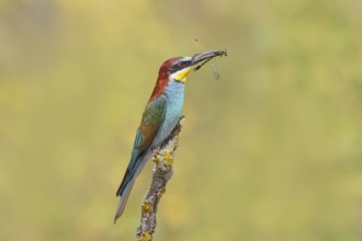 Bee-eater (Merops apiaster) sitting on a branch, with caught Onychogomphus forcipatus