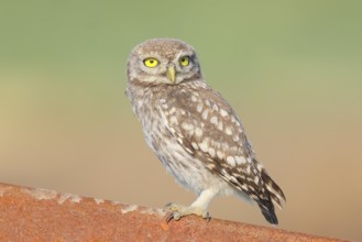 Little owl (Athene noctua) young bird sitting on an iron girder, endangered bird species in Central