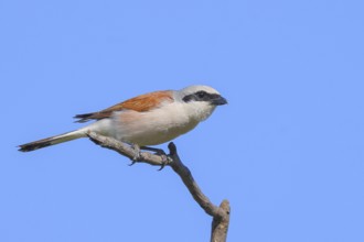 Red-backed shrike (Lanius collurio) male sitting attentively on a branch, looking for prey,
