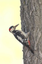 Blood woodpecker (Dendrocopos syriacus) male, looking for food on a tree trunk, wildlife, animals,