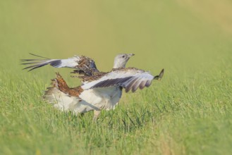 Great Bustard (Otis tarda), stretching its wings in a meadow, steppe bird, extremely rare bird