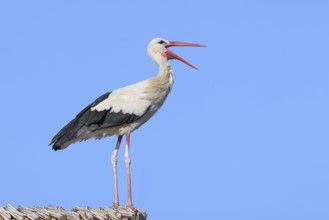 White stork (Ciconia ciconia) stands rattling on a thatched roof, Wildlife, Nature photography,
