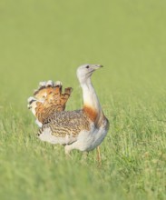 Great Bustard (Otis tarda), standing in a meadow, steppe bird, extremely rare bird species,