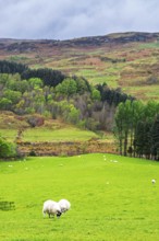 Sheeps on farms in West Highlands Farms, Scotland, UK