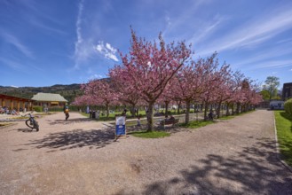 Spa garden Berchtesgaden, park, paths, blossoming trees, Japanese flowering cherry (Prunus