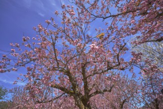 Blossoming trees, Japanese flowering cherry (Prunus serrulata), frog perspective, blue sky,