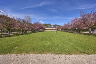 Spa garden Berchtesgaden, park, lawn, paths, flowering trees, Japanese flowering cherry (Prunus