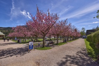Spa garden Berchtesgaden, park, paths, blossoming trees, Japanese flowering cherry (Prunus