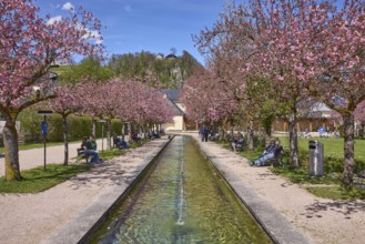 Berchtesgaden spa gardens, fountain, park, blossoming trees, Japanese flowering cherry (Prunus
