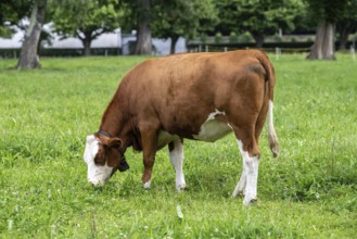 Simmental cattle, Interlaken, Canton of Berne, Switzerland