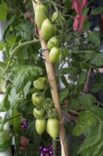 Green tomatoes (Solanum lycopersicum) on the plant, supported by a bamboo stick, Bavaria, Germany