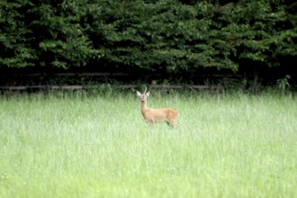 Roe deer (Capreolus capreolus), male, unicorn, meadow, North Rhine-Westphalia, Germany, A roebuck