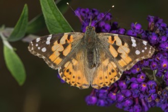 A lady butterfly (Vanessa cardui) with patterned wings on a flower panicle of the butterfly bush
