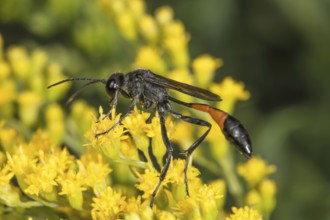 A Red-banded sand wasp (Ammophila sabulosa) sits on yellow flowers of Solidago canadensis (Solidago