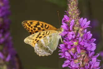 A female Emperor Cloak (Argynnis paphia) on purple loosestrife, the wings show a vivid pattern,