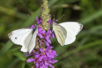 Two rapeseed white butterflies (Pieris napi) on purple loosestrife (Lythrum salicaria),