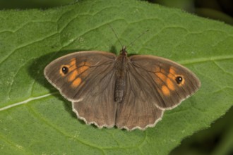 A female ox-eye (Maniola jurtina) with orange-coloured dots sunbathing on a leaf,
