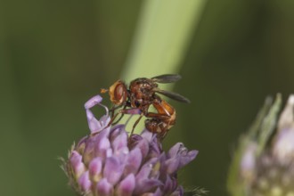 Close-up of a broad-fronted bladderwrack (Sicus ferrugineus) on a flower of the forest widow