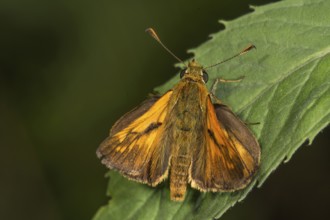 A comma butterfly (Hesperia comma) with orange-coloured wings sitting on a leaf, Baden-Württemberg,
