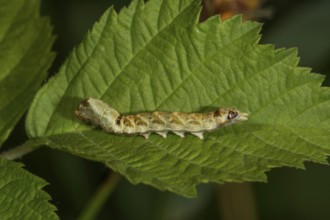 A caterpillar of the rose owl (Thyatira batis) on a green leaf in a natural environment,