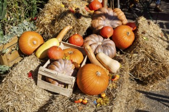 Various pumpkins on straw bales, autumn decoration, Saintes-Maries-de-la-Mer, Camargue, France