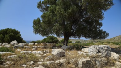 Ancient tree and scattered ruins in a natural landscape under a bright blue sky, Artemis Temple,