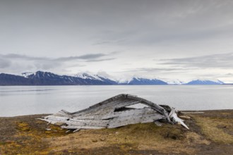 Broken wooden boat in front of mountain range, snow, sea, Bamsebu, Spitsbergen, Svalbard