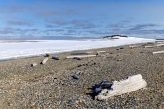Driftwood on a pebble beach, Kinvika, Muchinsonfjord, Spitsbergen, Svalbard