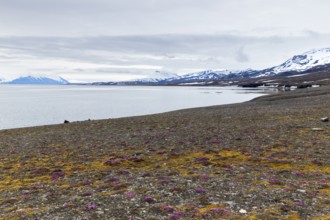 Red saxifrage (Saxifraga oppositifolia) on a gravel beach, Saxifragaceae, mountain range, snow,