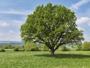 English oak (Quercus robur), leaf budding in front of a blue cloudy sky, Freiamt, Canton Aargau,