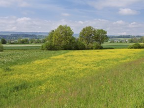 Field of flowering buttercup (Ranunculus), Freiamt, Canton Aargau, Switzerland