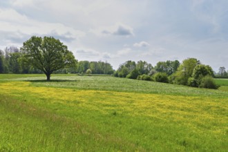 English oak (Quercus robur), in meadow of flowering buttercup, Freiamt, Canton Aargau, Switzerland