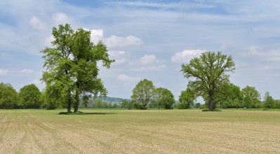A group of English oaks (Quercus robur), standing in a field during leaf emergence, Siebeneichen