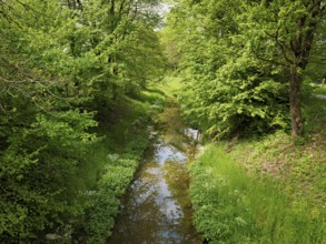 Small stream leads through forest with English oaks, Siebeneichen nature reserve, Merenschwand,