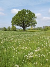 English oak (Quercus robur), leaf budding in front of a blue cloudy sky, Freiamt, Canton Aargau,