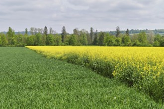 Rape field in bloom, Schoren, Mühlau, Freiamt, Canton Aargau, Switzerland