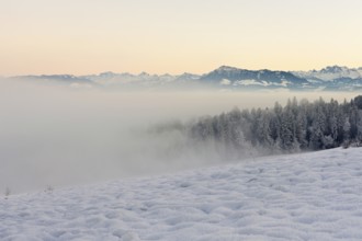 Freshly snow-covered forest in the fog, behind the Alps with Rigi, Horben, Freiamt, Canton Aargau,