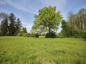 Tree shedding leaves in the Schoren nature reserve, Mühlau, Freiamt, Canton Aargau, Switzerland