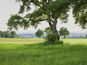 English oak (Quercus robur), standing in meadow, Siebeneichen nature reserve, Freiamt, Canton