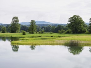 Pond in the Schoren nature reserve, Mühlau, Freiamt, Canton Aargau, Switzerland