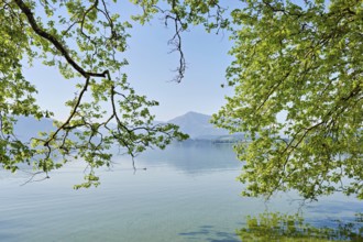 Lake Zug with tree in the foreground, Rigi in the background, Villette, Park, Cham, Canton Zug,
